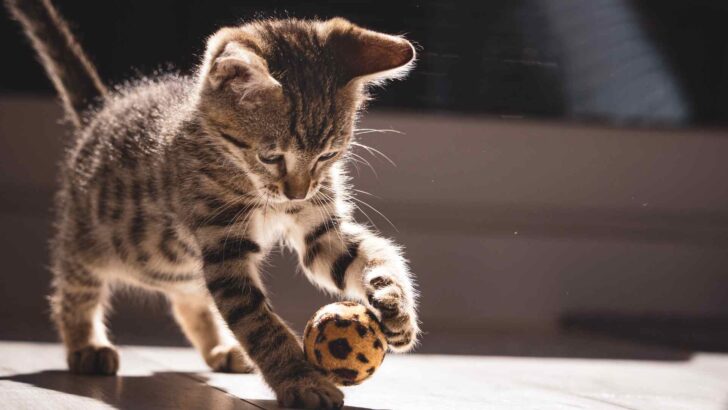 Cat representing the black-cat superstitions often associated with Friday the 13th