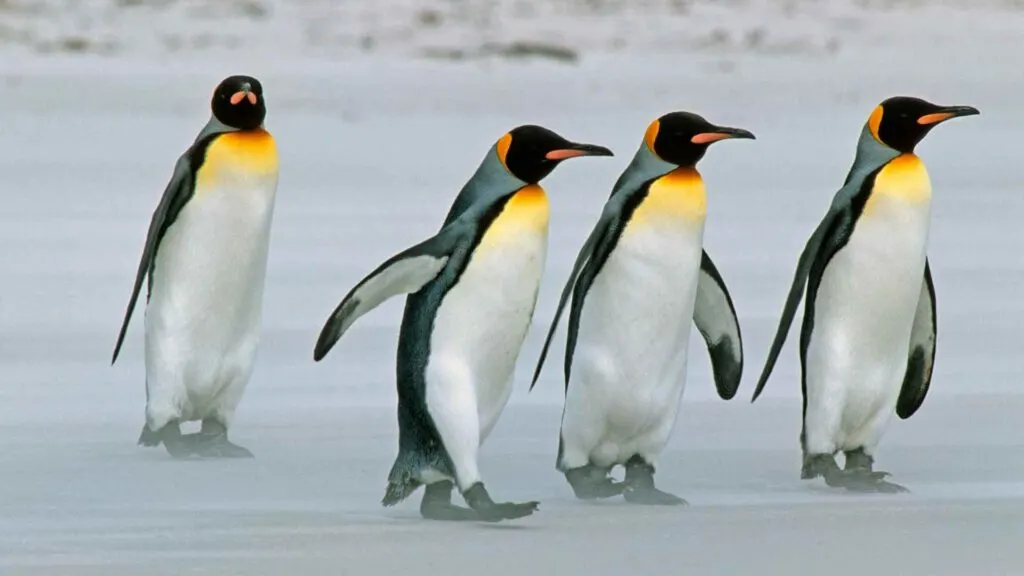 fun facts about penguins