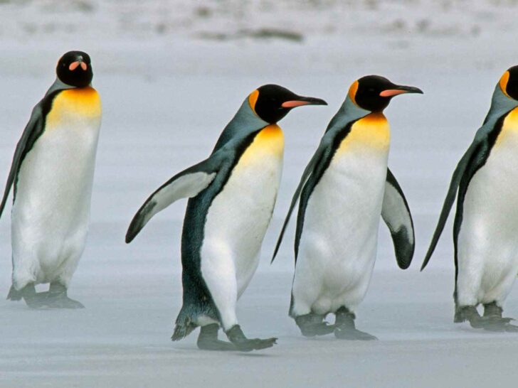 145 Fun Facts About Penguins That Will Amaze