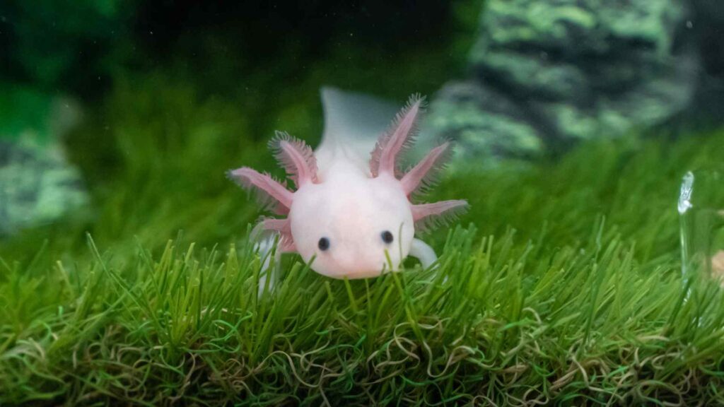 Axolotls