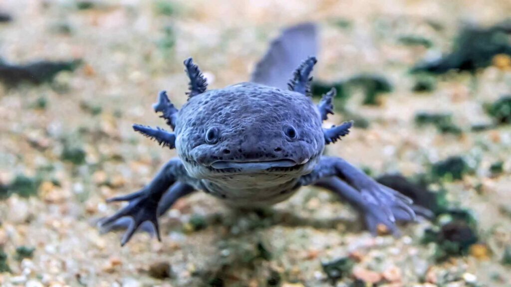 Axolotls