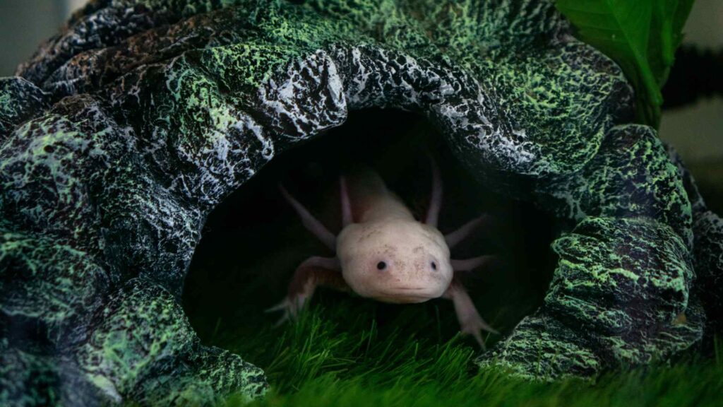 Axolotls