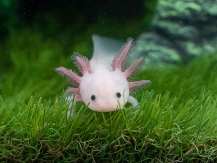 Axolotls