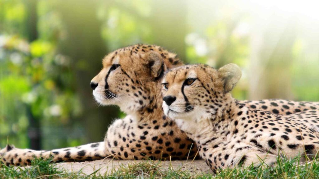 Cheetahs