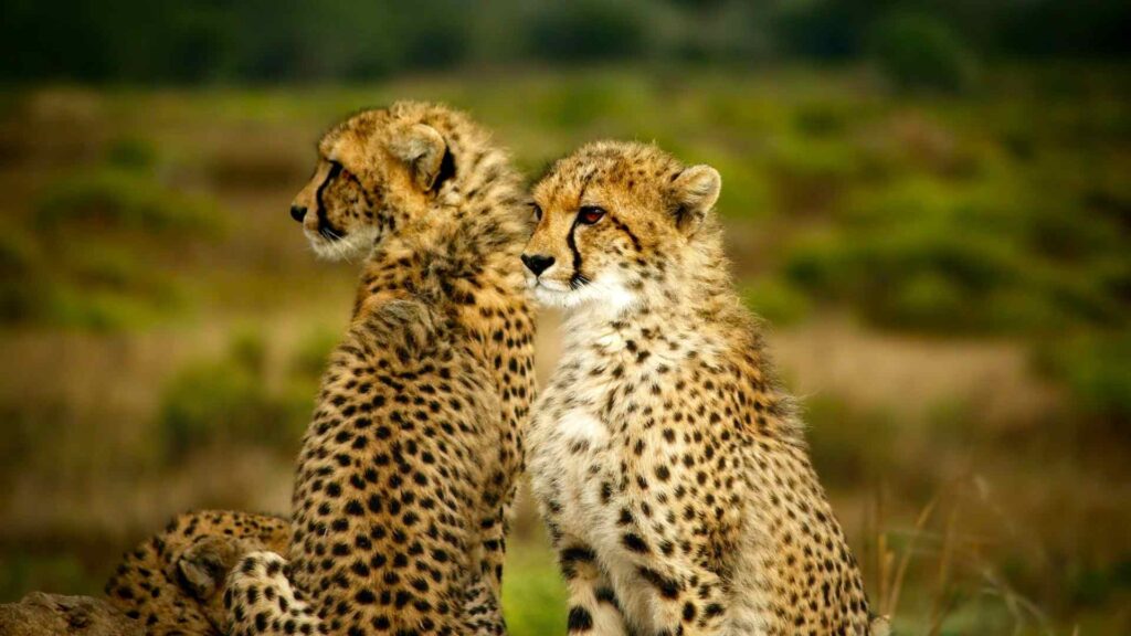 Cheetahs