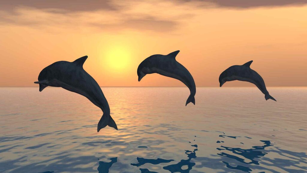 Dolphins