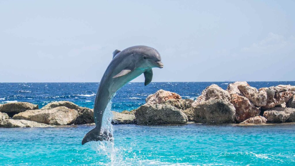 Dolphins