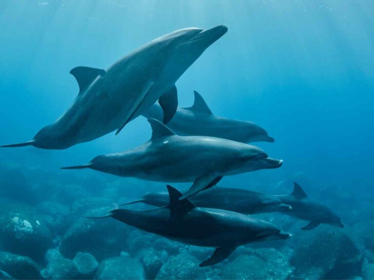 Dolphins