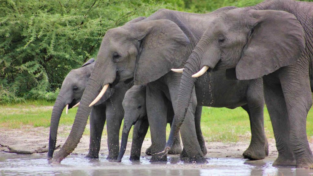 Elephants