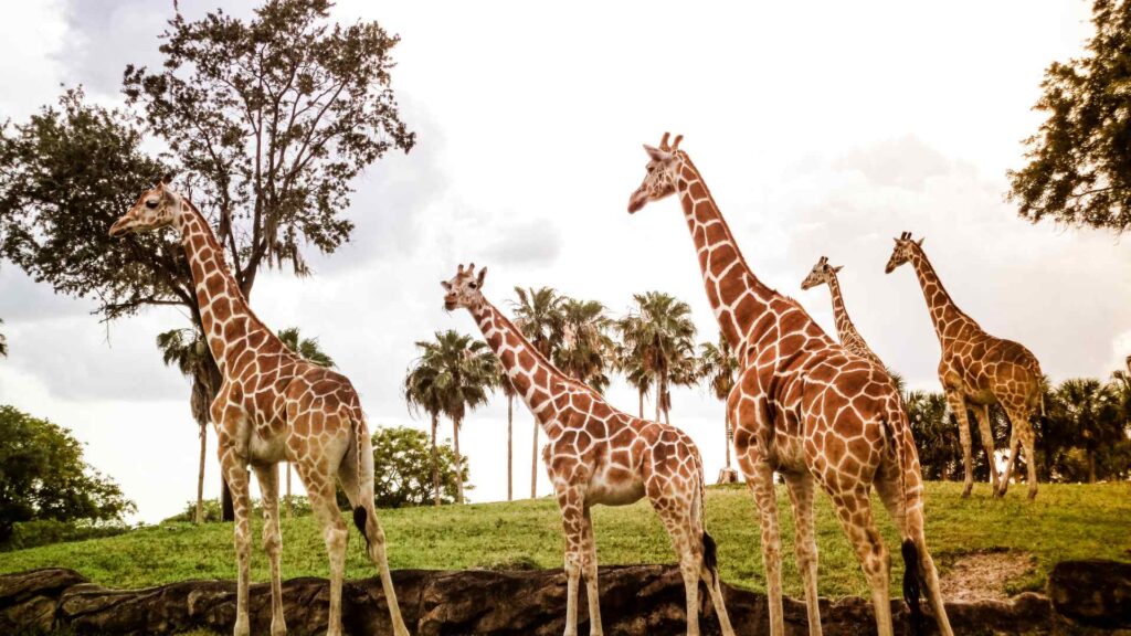 Giraffes