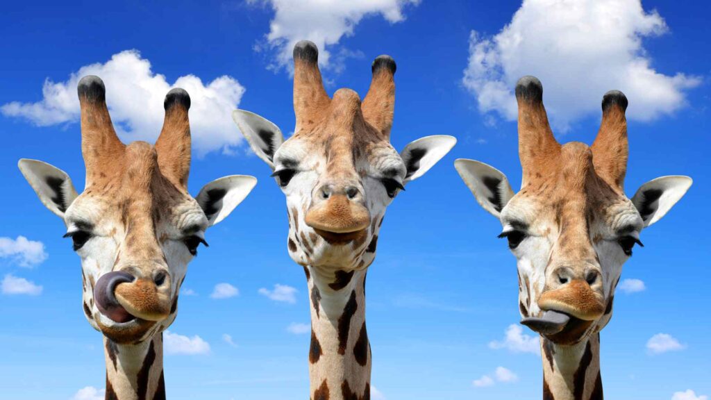 Giraffes