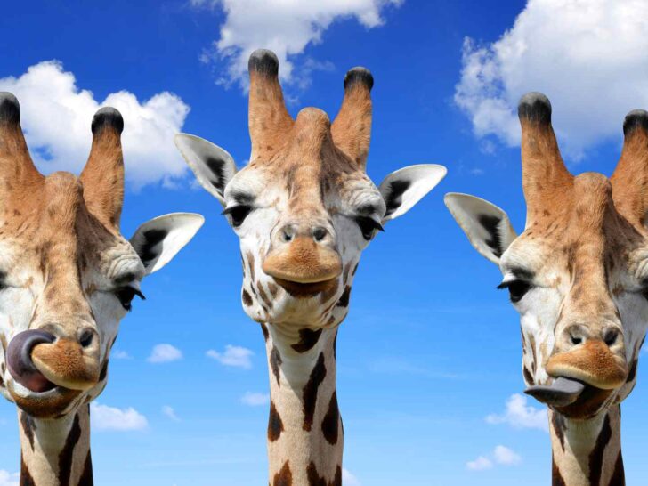 Giraffes