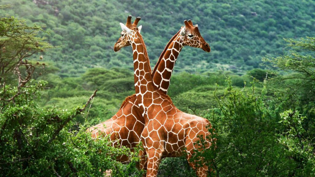 Giraffes