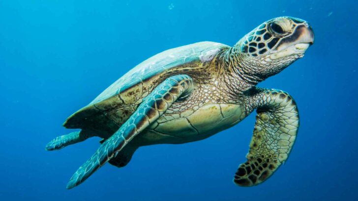 INTERESTING FACTS ABOUT SEA TURTLES visual data 8