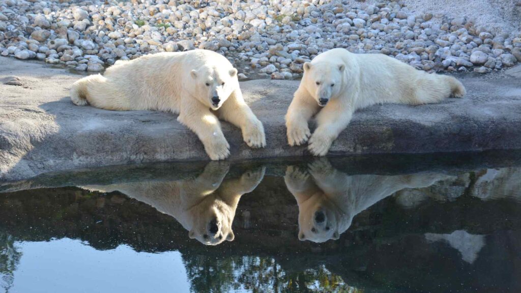 Polar Bears