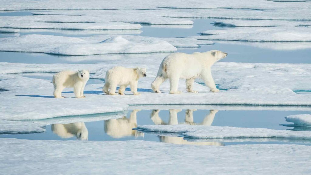 Polar Bears