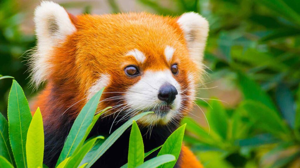 Red Pandas