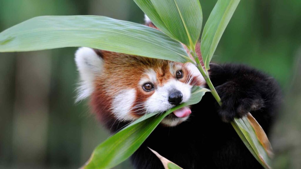 Red Pandas