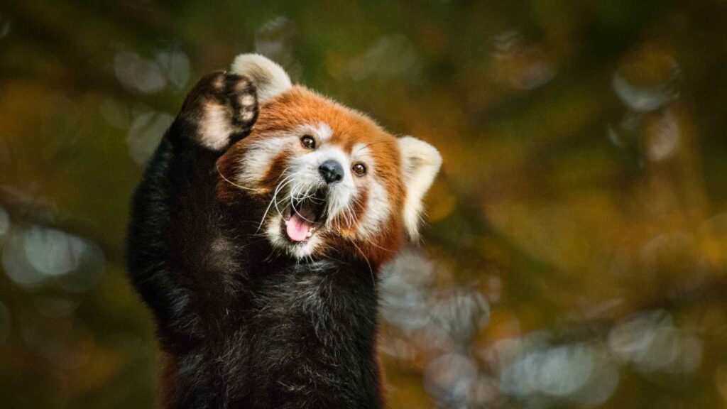 Red Pandas