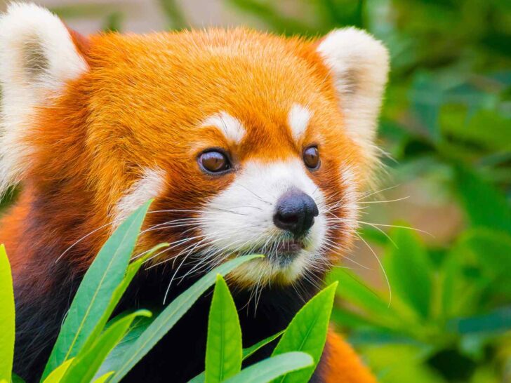 Red Pandas