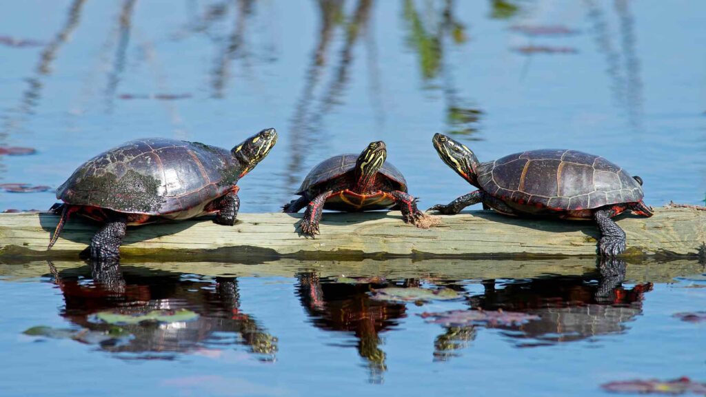 Turtles