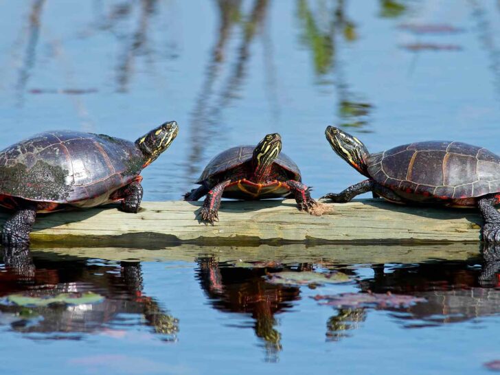 Turtles