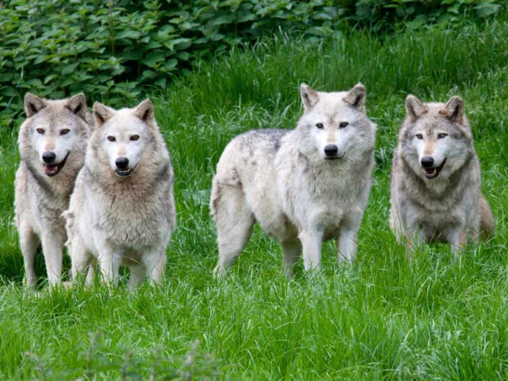 Wolves