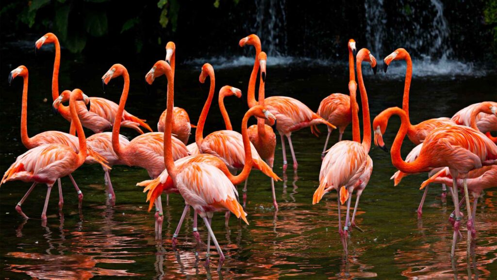 fun facts about Flamingos