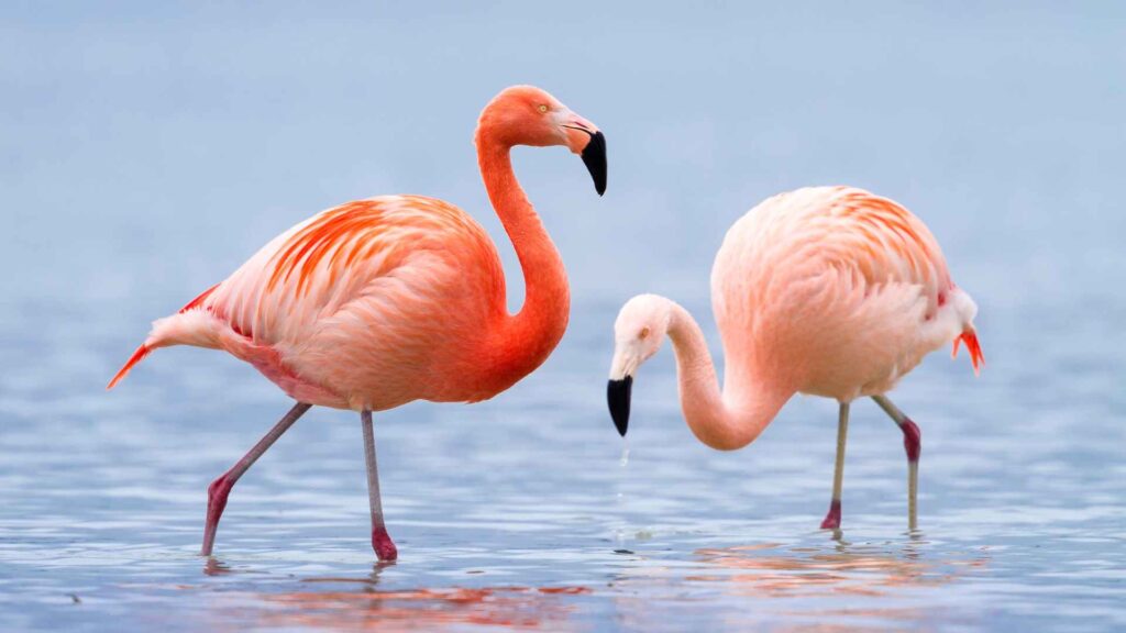 fun facts about Flamingos