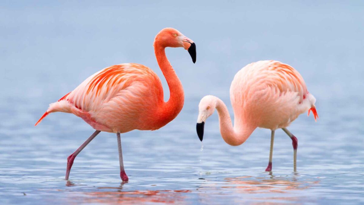 145 Fun Facts About Flamingos That Will Amaze