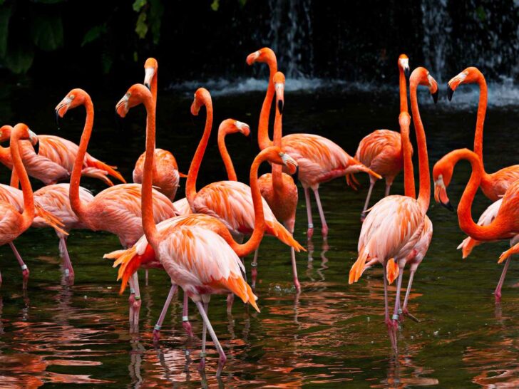 145 Fun Facts About Flamingos That Will Amaze