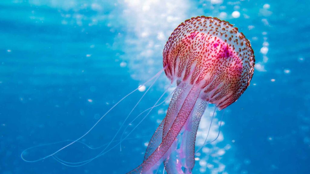 fun facts about Jellyfish