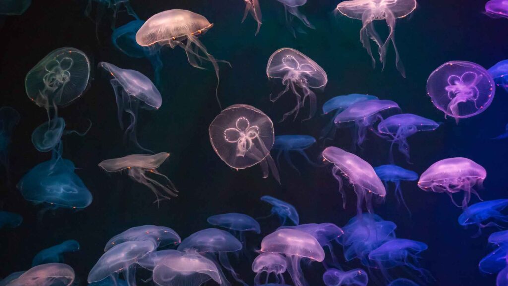 fun facts about Jellyfish