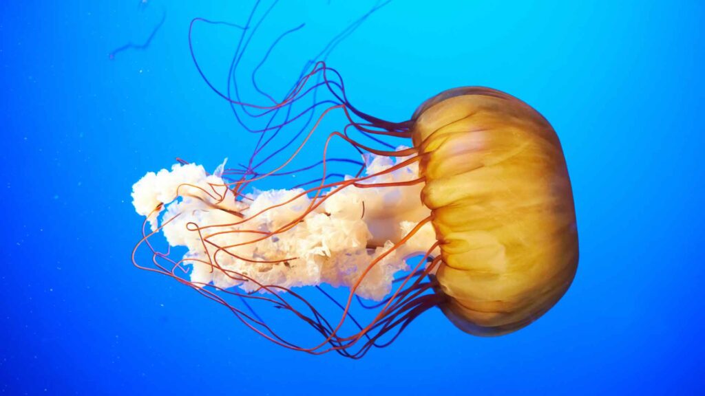 fun facts about Jellyfish