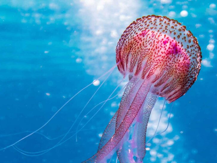 fun facts about Jellyfish