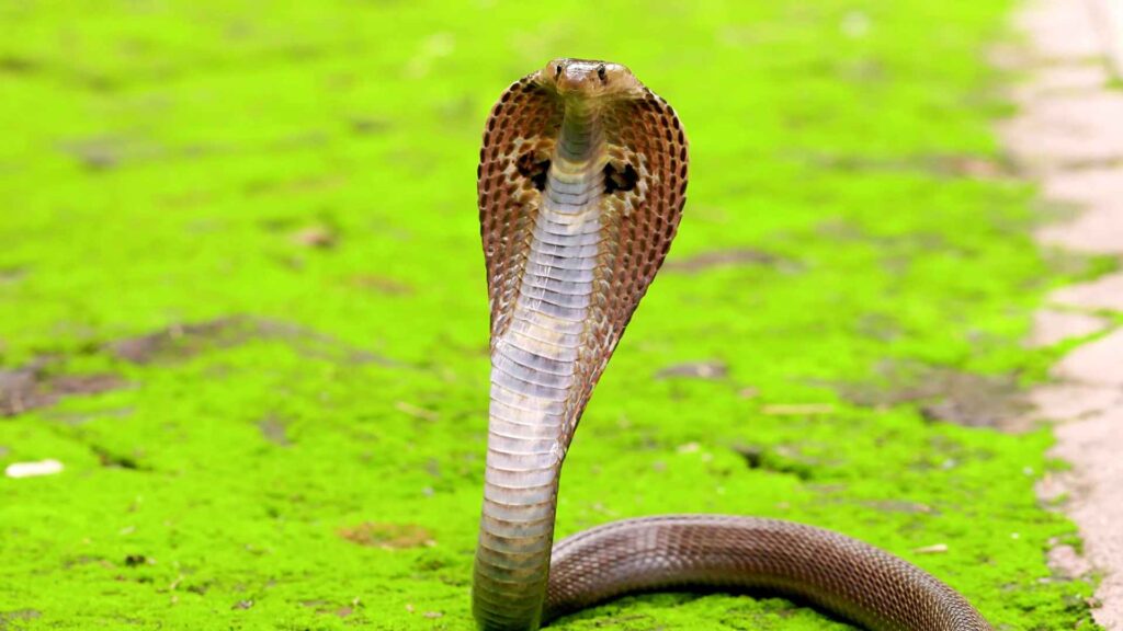 fun facts about snakes