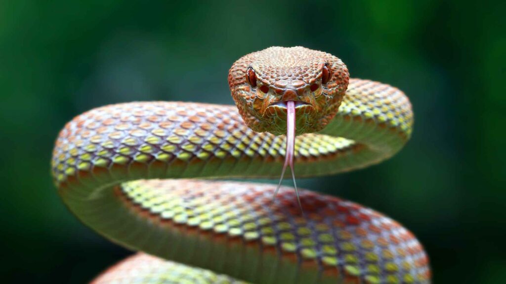 fun facts about snakes