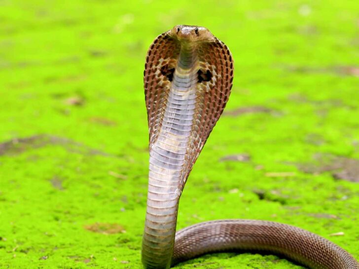 fun facts about snakes