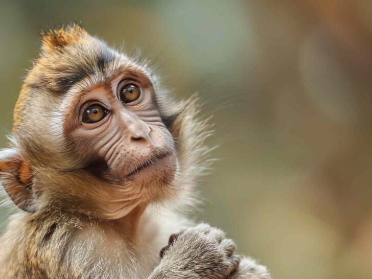 Monkey