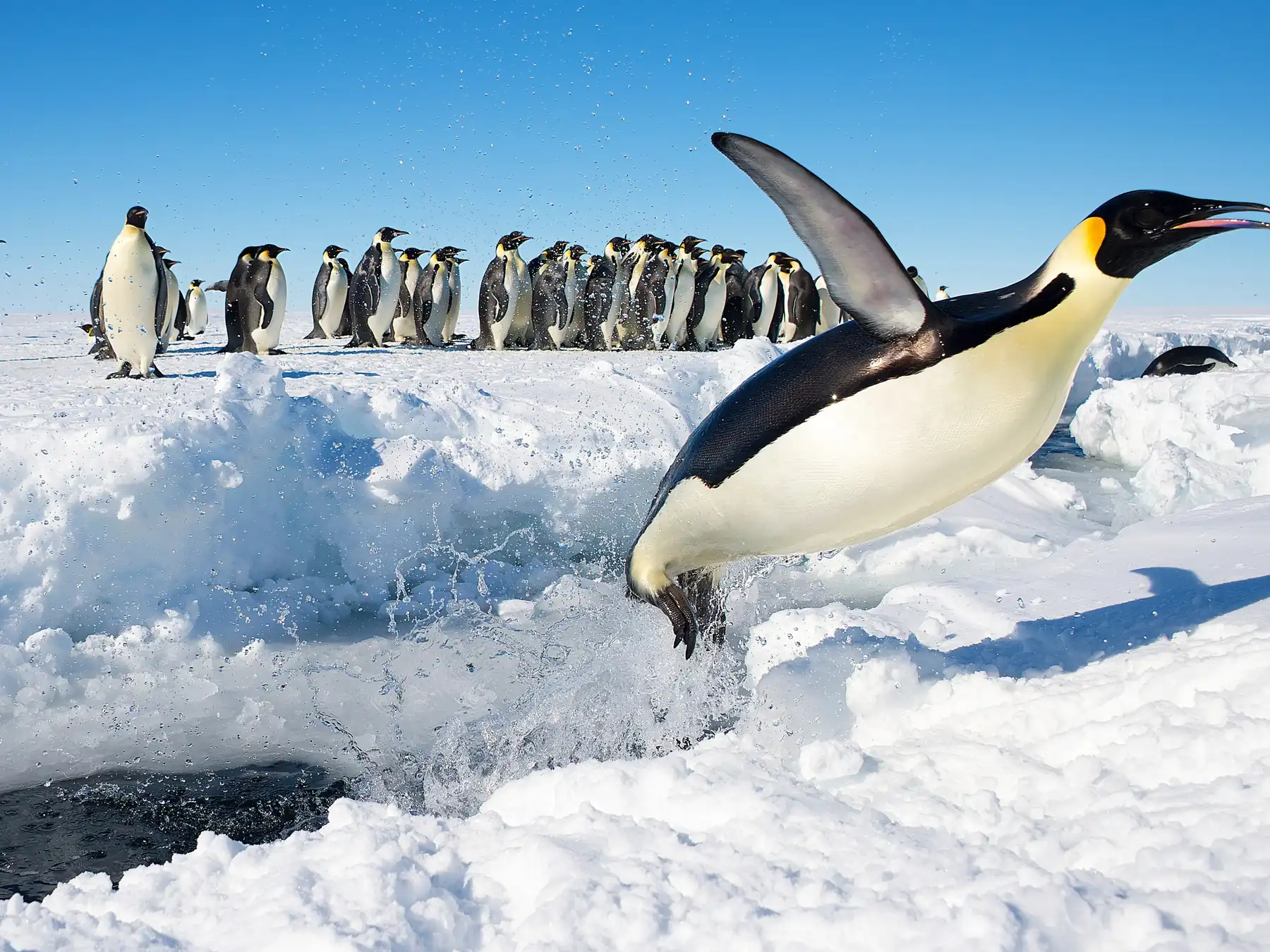 Adelie penguin leaping across snow near a colony