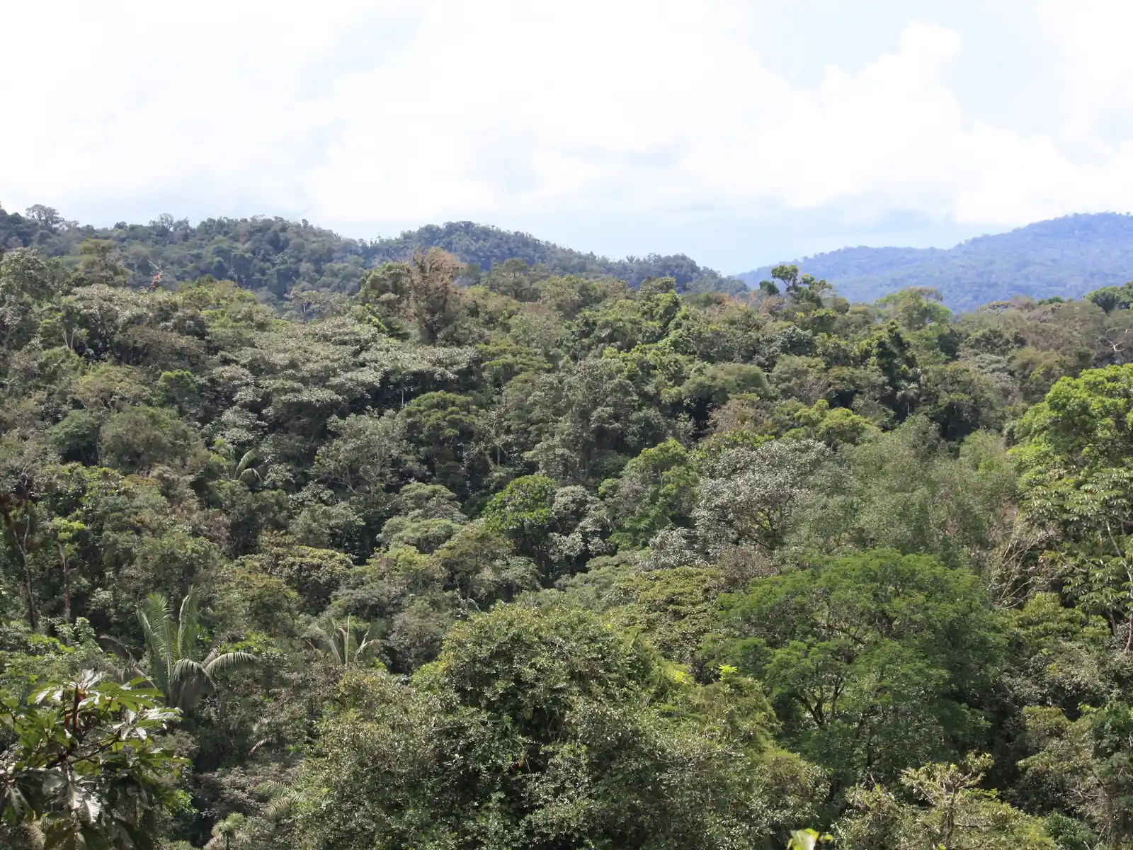 Dense Amazon rainforest canopy in Ecuador