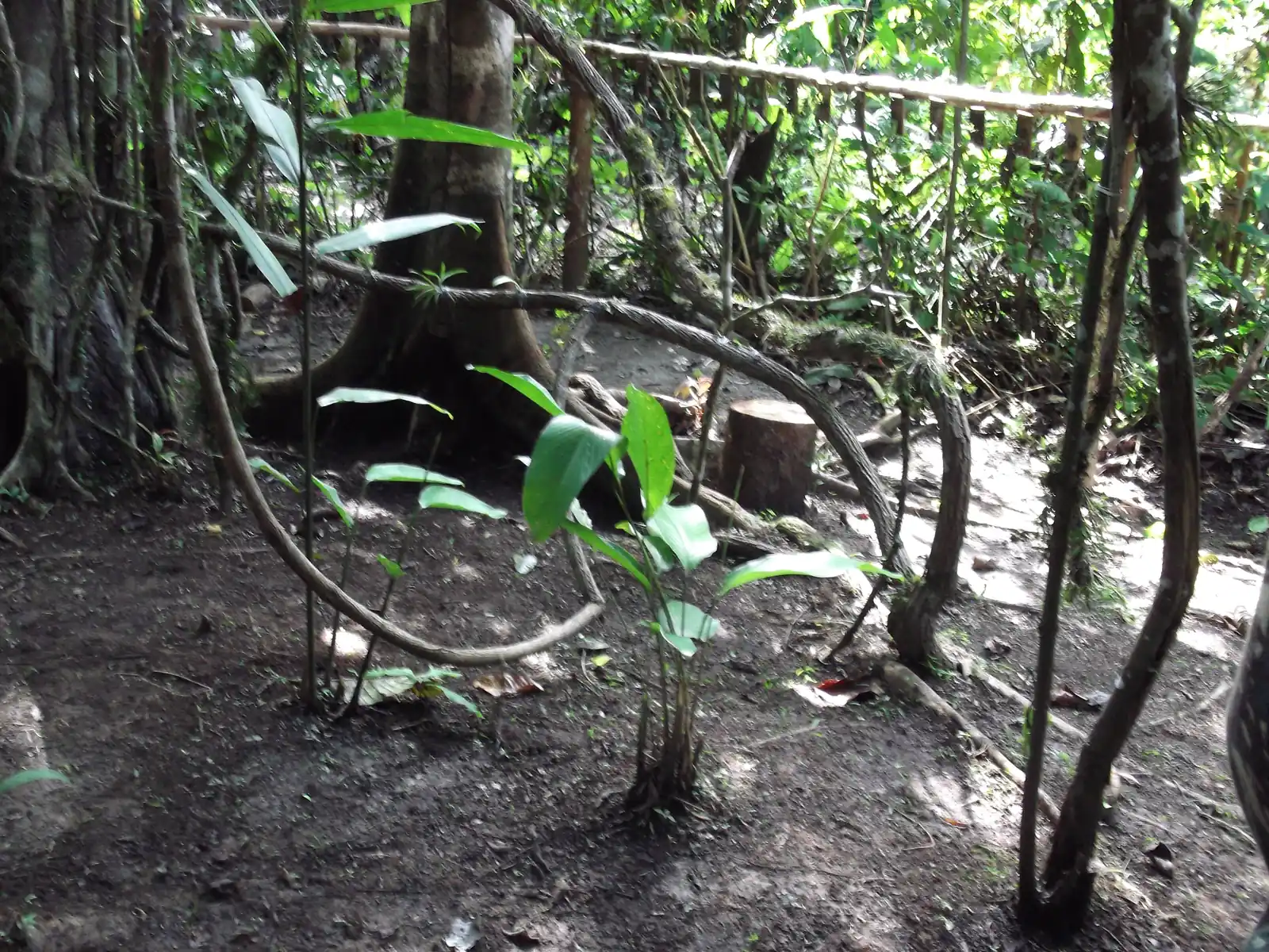 Dense trees and vines in the Amazon rainforest understory