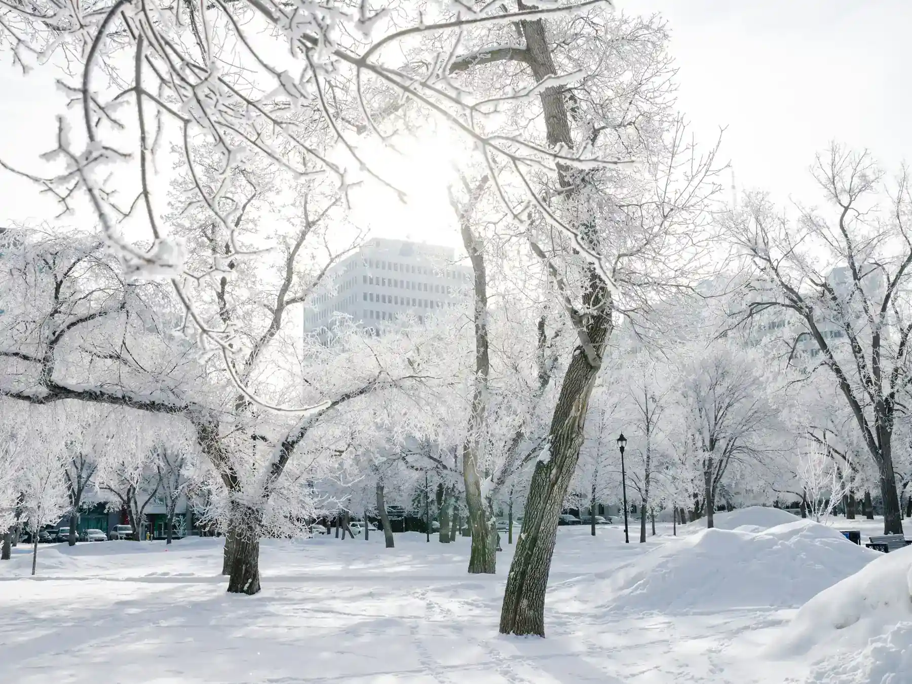 Evergreen branches covered in fresh snow