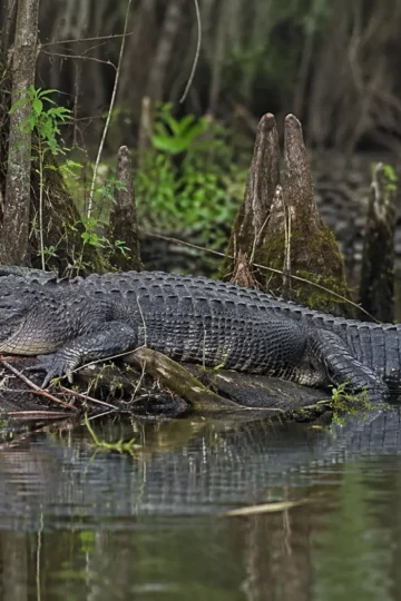 Large American alligator resting at the edge of a cypress swamp
