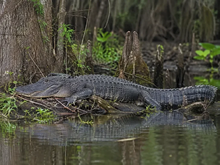 Large American alligator resting at the edge of a cypress swamp
