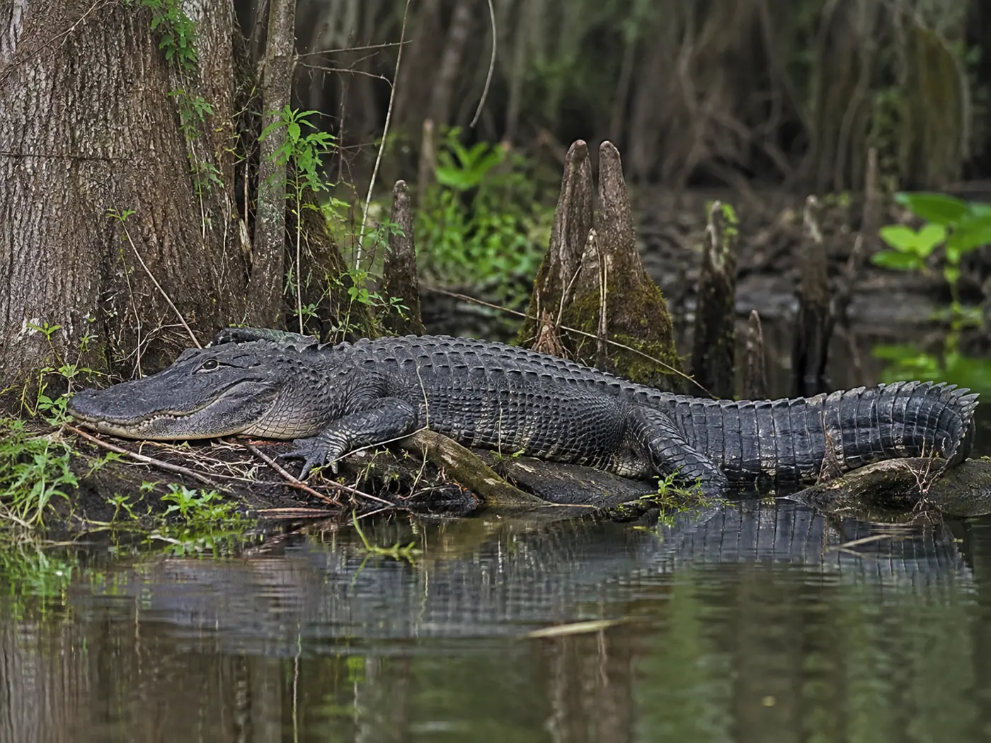 Large American alligator resting at the edge of a cypress swamp