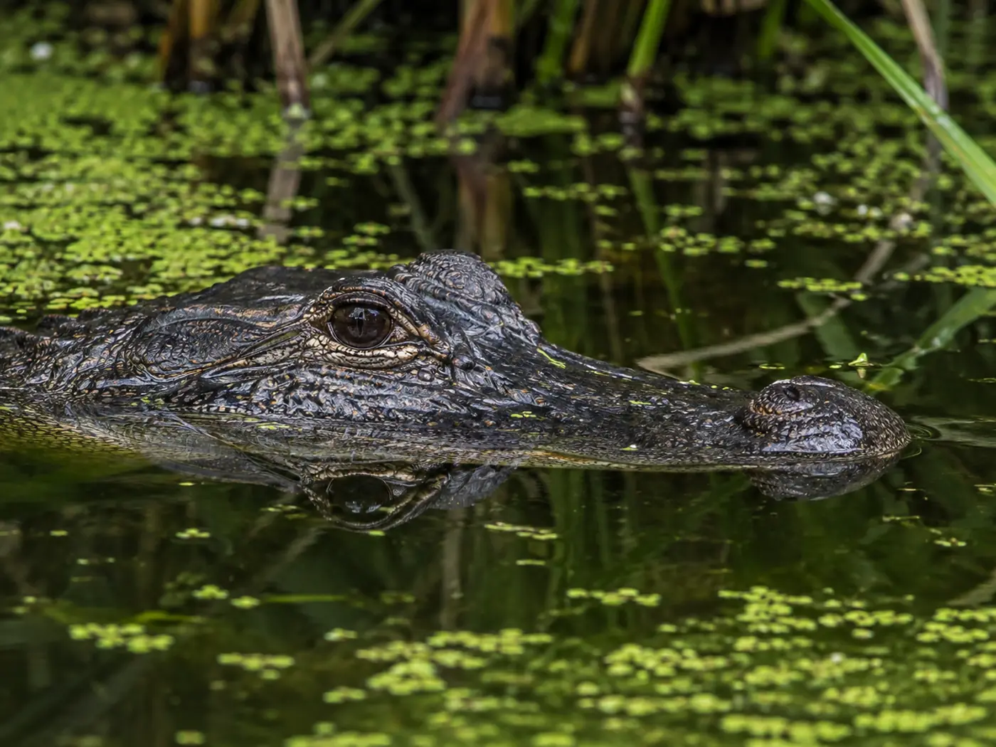 Close view of an American alligator with its broad snout and eyes above the water