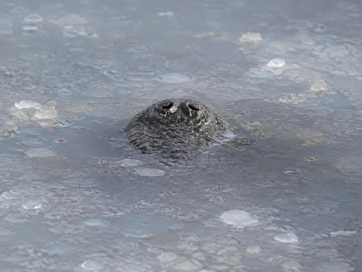 American alligator keeping its nostrils above the surface through thin winter ice