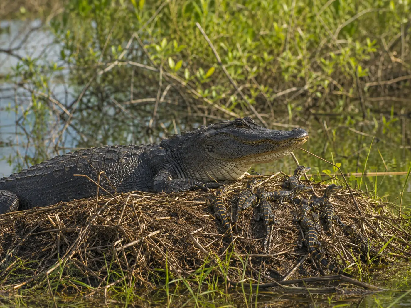 Mother American alligator guarding hatchlings beside a mound nest