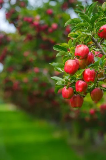 Clusters of ripe red apples growing among green leaves in an orchard